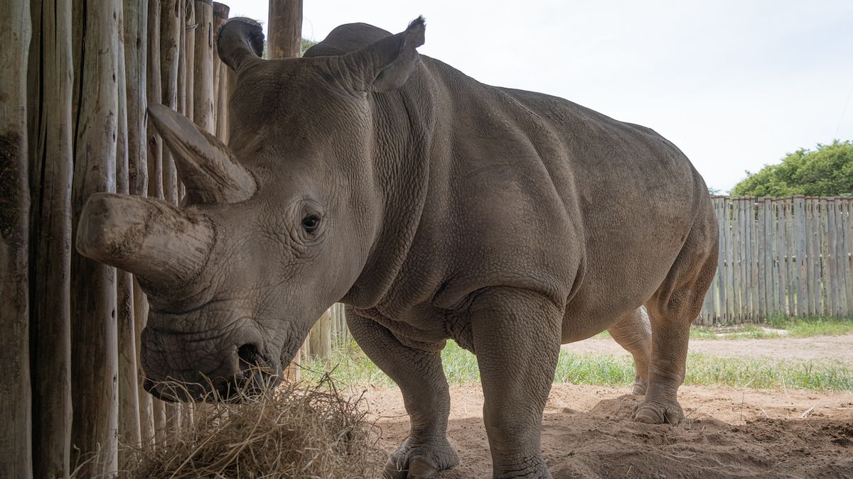 Vědci udělali další krok k záchraně severních bílých nosorožců